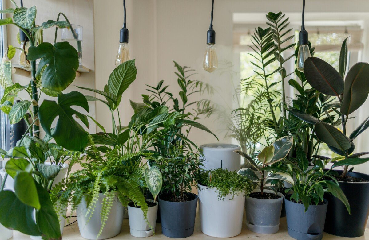 green plant in white ceramic pot - home gardening